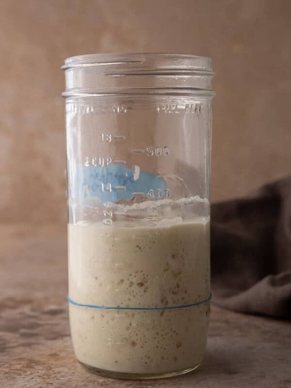 Risen sourdough starter
