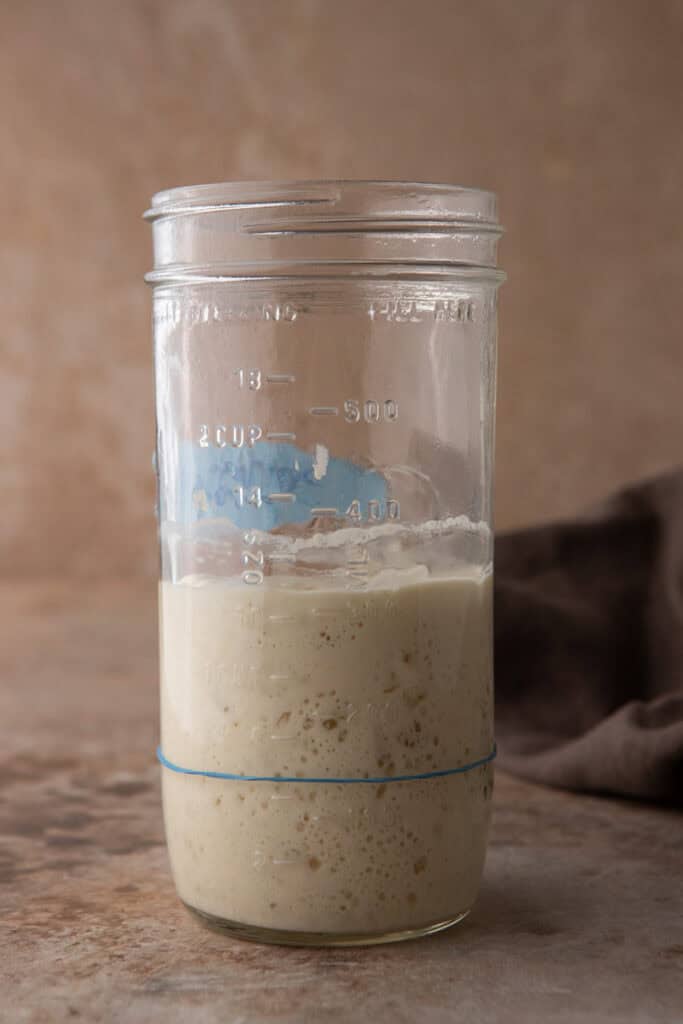 Risen sourdough starter