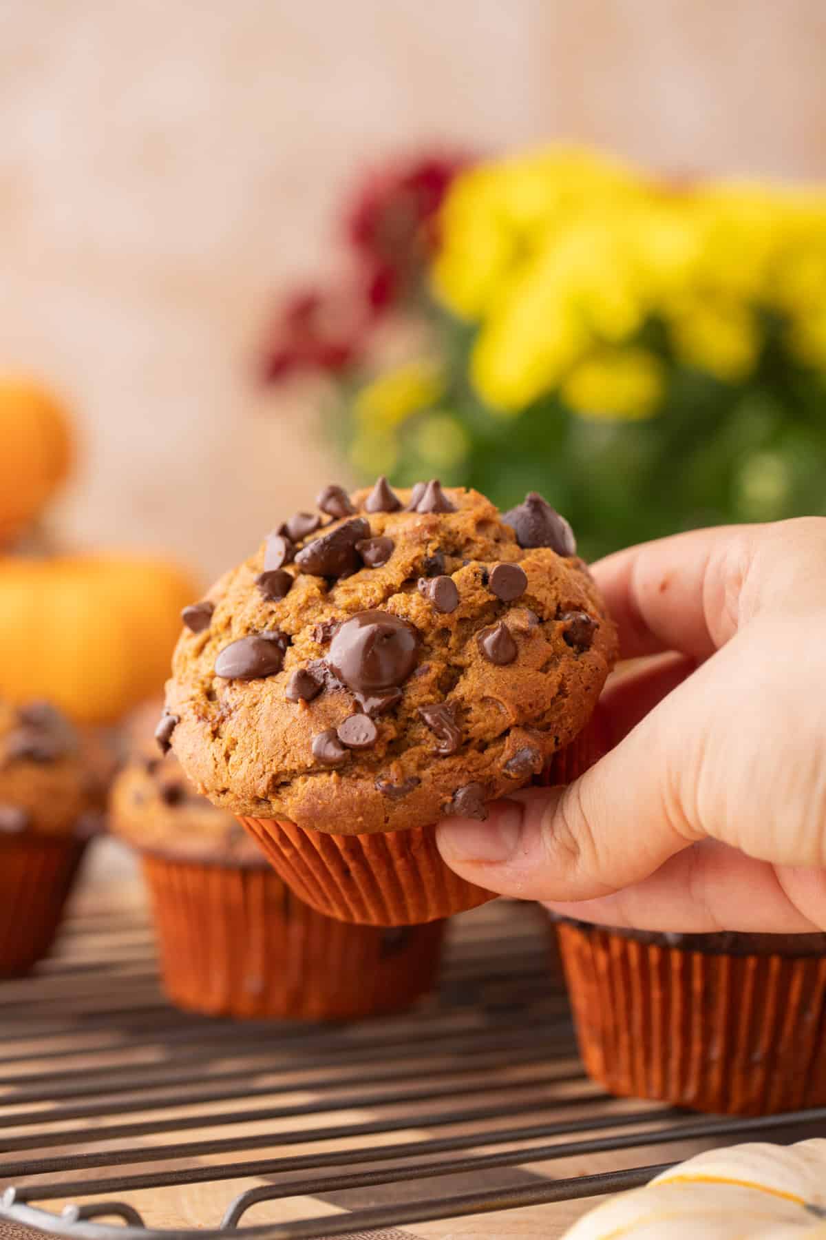 Hand holding tall domed pumpkin chocolate chip muffins to show the melty chocolate chips on top.